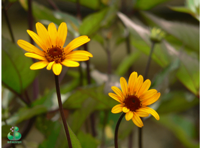 Heliopsis helianthoides var. scabra   'Summer Nights'